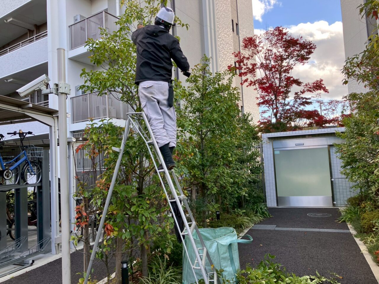 大阪府茨木市のマンションで剪定作業を行う職人。ハシゴを使いながら樹木を丁寧に整えている様子。