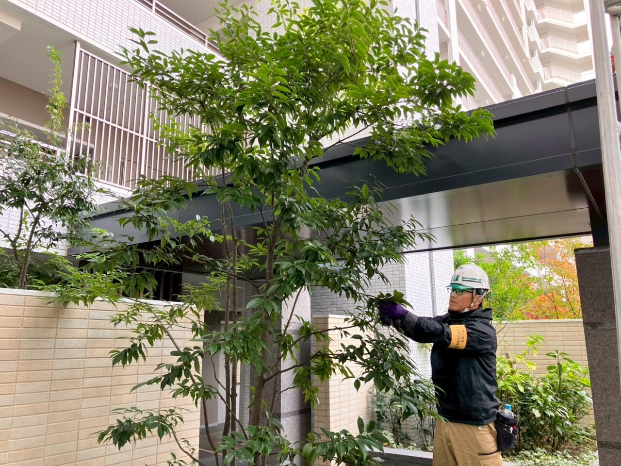 茨木市マンションの共用部植栽で、職人が枝の状態を確認しながら剪定している作業風景。